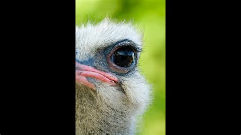 Over the past year, dogs have become the newest member of countless households. How to properly open an ostrich egg saving its shell for ...