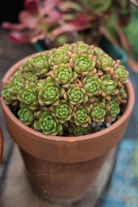 Aeonium Arnoldii Dwarf Aeonium Well Rooted Succulents Grown In The