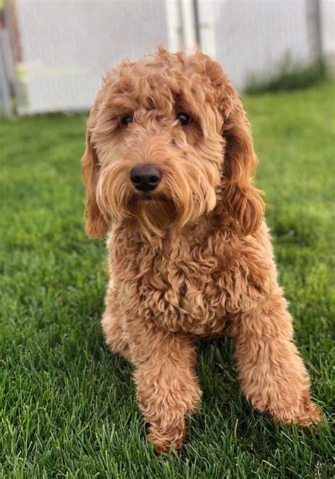 There are several books out there on the market about goldendoodles, but. Teacup Goldendoodle - Mini Goldendoodle & Medium ...