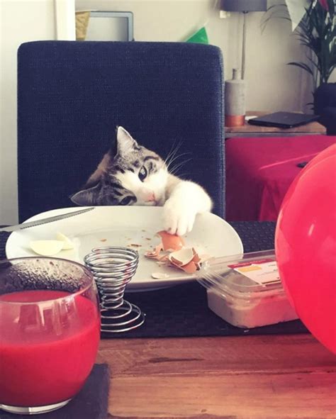 20 Funny Photos Cats Stealing Things Barnorama