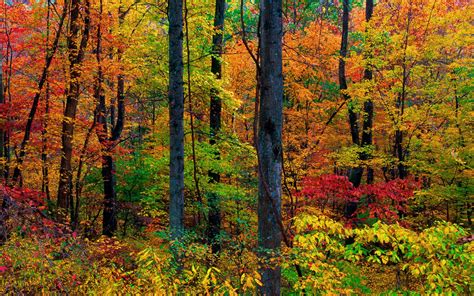 Blue Ridge Parkway North Carolina Autumn Hd Wide