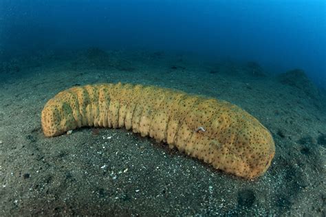 Company Charged With Illegally Trading 175m Of Sea Cucumbers In San