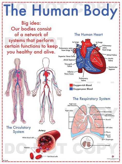 The Human Body Worksheet For Grade 3 Free Human Body Organs