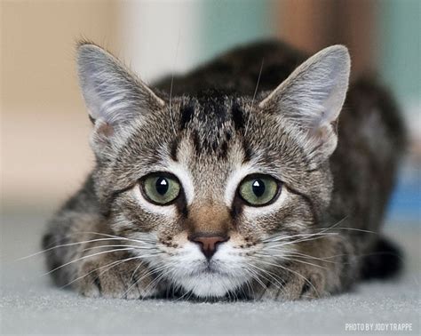 Tabby Cat Cat Breed Profile