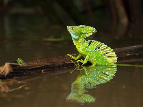 Plumed Basilisk Lizard Tortuguero National Park Costa Rica Not Every