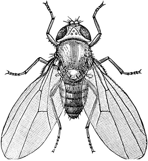 House Fly Drawing Free Download On Clipartmag