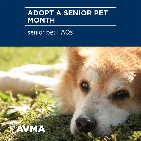 One More Reminder That November Is Adopt A Senior Pet Month A Month
