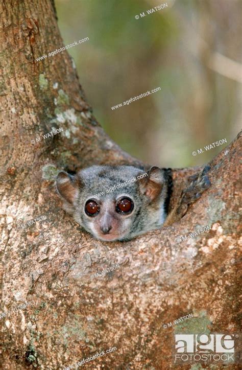 Milne Edwards Sportive Weasel Sportive Lemur Peer From Tree