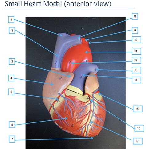 Anterior Heart Model Labeled