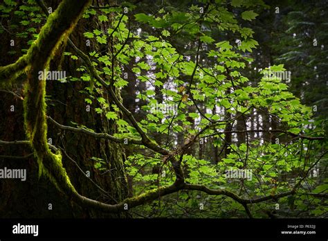 Pacific Spirit Park Lush Forest Canopy In A Temperate Rainforest Of