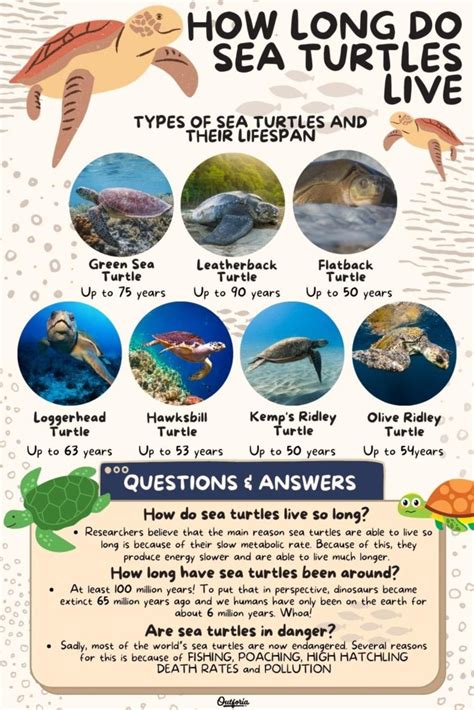 What Is The Average Lifespan Of A Green Sea Turtle