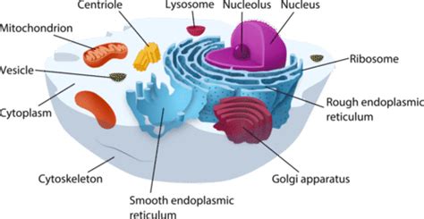 As well as plant cells, animal cells have eukaryotic cell structure. Cell Structures | CK-12 Foundation