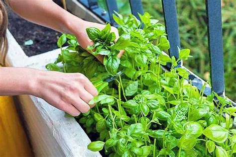 Learn How To Grow Basil From The Seed Rightly The Ultimate Guide