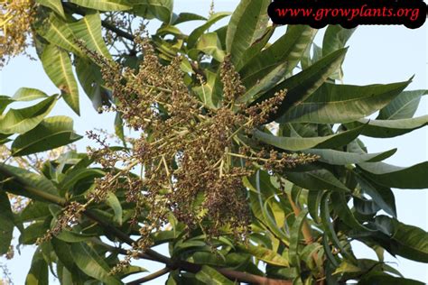 Mango Tree How To Grow And Care