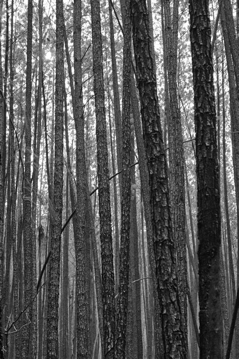 Free Images Tree Nature Branch Winter Black And White Wood