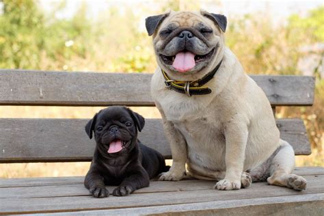 Fourteen Fun Facts About Pugs You Need To Know Vivamune Health Pug