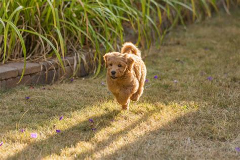 Dog Running Around House Stock Photos Pictures And Royalty Free Images