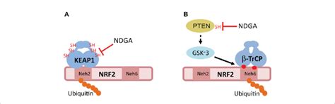 Hypothetical Mechanisms Of Nrf2 Activation By Ndga A The E3 Ligase
