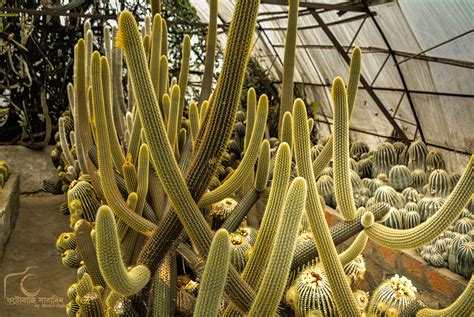 Maybe you would like to learn more about one of these? Pine View Nursery @ Kalimpong | Pine View Nursery is a ...