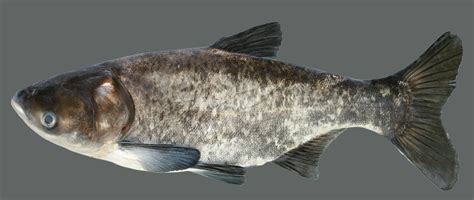 Bighead Carp Kentucky Department Of Fish And Wildlife