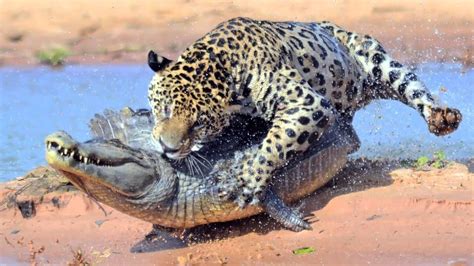 Jaguar Vs Crocodile Real Fight Leopard Vs Alligator Lion