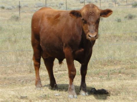 Mayo Rising Red Angus Bulls Mayo Livestock