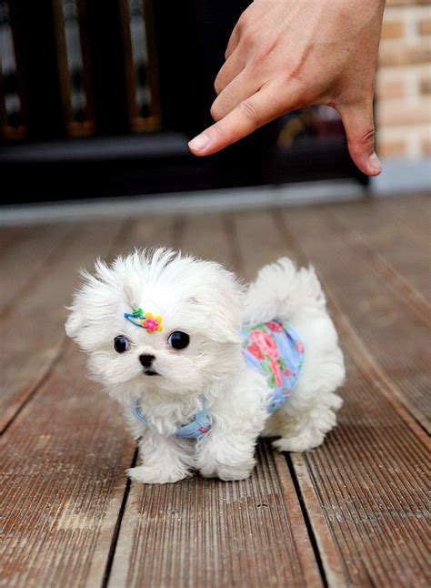 Teacup Maltese Puppies All Puppies Pictures And Wallpapers Cute