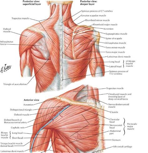 Upper Torso Muscle Anatomy Human Shoulder Muscle Diagram Upper Back