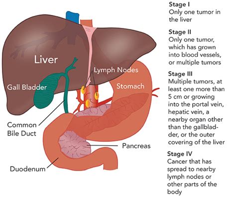 The walls of the arteries and veins both have the same basic structure. Why and When to do Liver Cancer Test