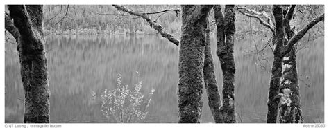 Panoramic Black And White Picturephoto Mossy Trees And Turquoise Lake