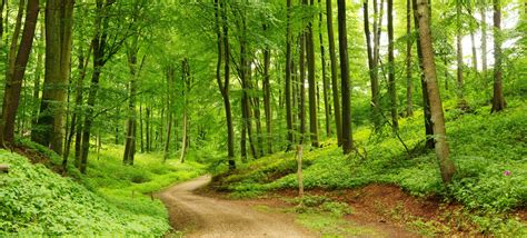 Buy Summer Forest Panorama Wallpaper Happywall