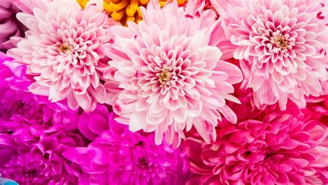 What Is The November Birth Flower The Meaning Of Chrysanthemums