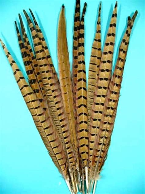 Ring Necked Pheasant Tail Feathers 20 25 Inch Per Six