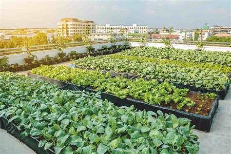 The Rise And Benefits Of Urban Farming Geographical
