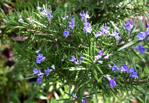 Rosemary Leaves Herbal Oil Uses Medicinal Values Health