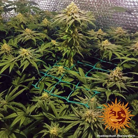 Bad Azz Kush™ Cannabis Seeds Barneys Farm®