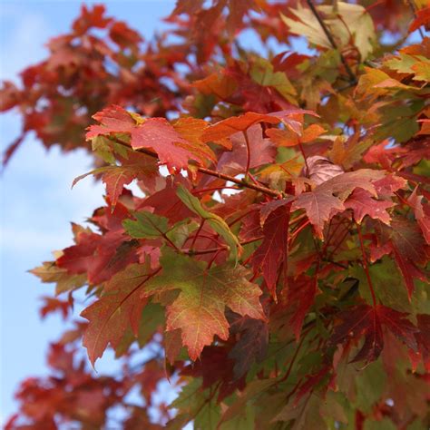 Autumn Blaze Maple Trees For Sale