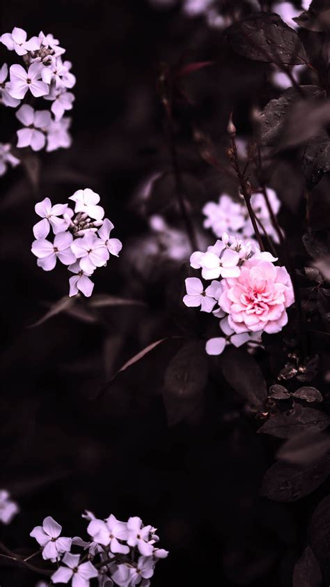 2,188 free images of winter flowers related images: Aesthetic Spring Flowers Wallpapers | HD Background Images ...