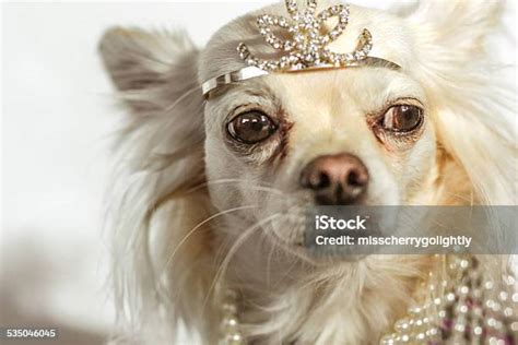 Instagram Chihuahua Wearing Crown And Licking Lips Stock Photo