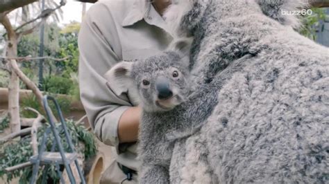 Cuteness Overload Baby Koala Emerges From Mothers Pouch
