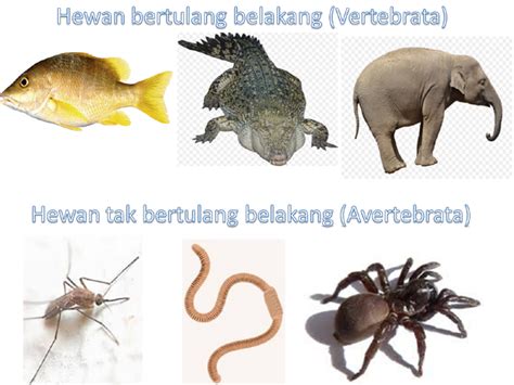 Gambar Hewan Vertebrata Avertebrata Invertebrata Berbagi Ilmu Gambar
