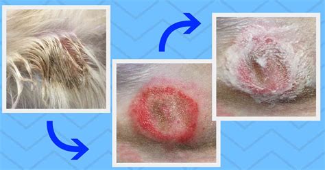 Help My Dogs Coat Has Scabs And Sores My Pets Routine