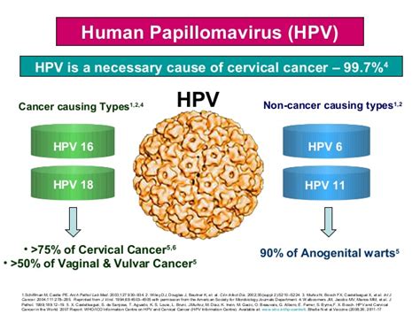 Replication cycle — human papillomaviruses (hpvs) are small, nonenveloped, capsid viruses with an eight kilobase circular genome that encodes eight genes. Cervical cancer