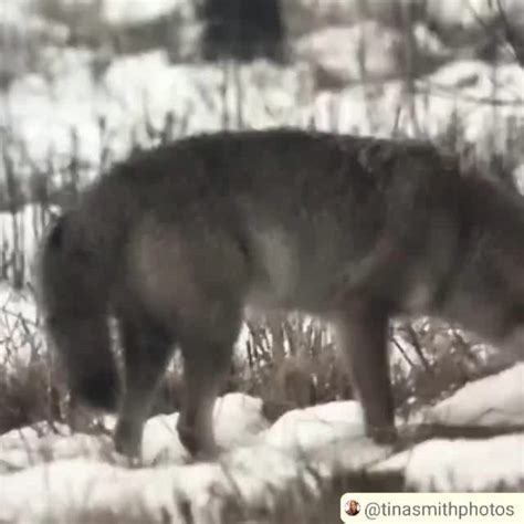 Coyote Watch Canada On Instagram This Is One Great Video Thank You