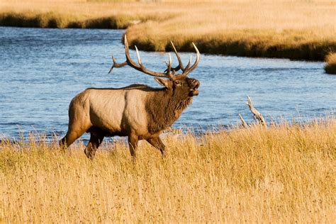 Bugling Elk In River Sunset Yellowstone National Park Montana