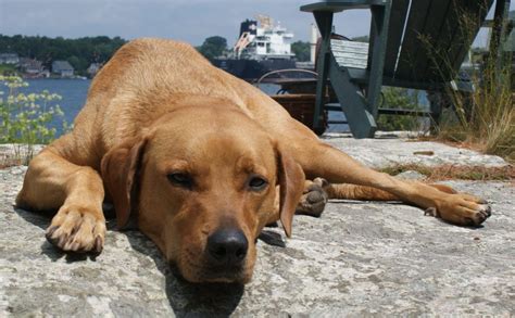 Rhodesian Ridgeback Labrador Retriever Mix Dog For