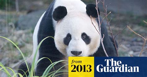 Pandas In Edinburgh Zoo May Be Ready To Mate Soon Scotland The