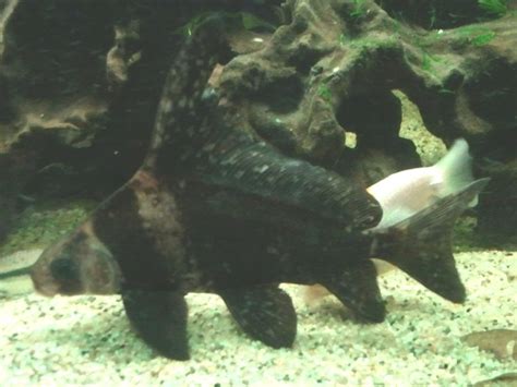 Photo 5 A Chinese Banded Loach Or High Fin Loach He I