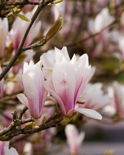 Magnolia Tree Flowers Free Stock Photo Public Domain Pictures