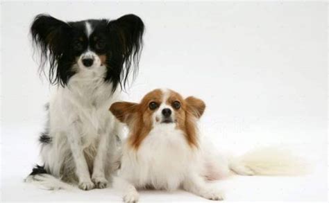 Papillon Dog Breed Information Images Characteristics Health